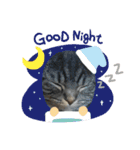 ぽこぽこねこすたんぷ6（個別スタンプ：7）