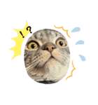 ぽこぽこねこすたんぷ6（個別スタンプ：8）