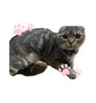 ぽこぽこねこすたんぷ6（個別スタンプ：9）