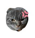 ぽこぽこねこすたんぷ6（個別スタンプ：11）