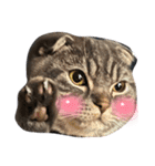 ぽこぽこねこすたんぷ6（個別スタンプ：12）
