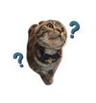 ぽこぽこねこすたんぷ6（個別スタンプ：15）