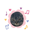 ぽこぽこねこすたんぷ6（個別スタンプ：16）