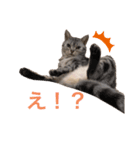 猫のシルヴィアスタンプ（個別スタンプ：6）