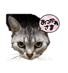 猫のシルヴィアスタンプ（個別スタンプ：7）