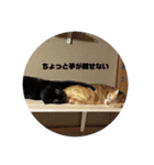 ジジスタンプ！！（個別スタンプ：11）