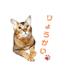 ゆずを（個別スタンプ：1）