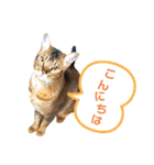 ゆずを（個別スタンプ：2）
