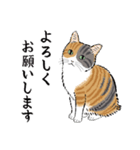 猫の菊ちゃんスタンプ2（個別スタンプ：17）