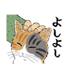 猫の菊ちゃんスタンプ2（個別スタンプ：25）