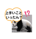 たけしのスタンプ その30（個別スタンプ：17）