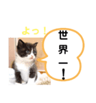 たけしのスタンプ その30（個別スタンプ：21）