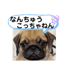 たけしのスタンプ その30（個別スタンプ：22）