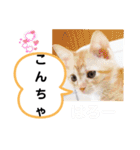 たけしのスタンプ その30（個別スタンプ：24）
