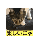2022/1友達用のスタンプにゃ（個別スタンプ：1）