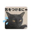 2022/1友達用のスタンプにゃ（個別スタンプ：2）
