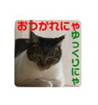 2022/1友達用のスタンプにゃ（個別スタンプ：3）