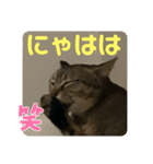 2022/1友達用のスタンプにゃ（個別スタンプ：4）