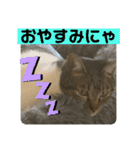 2022/1友達用のスタンプにゃ（個別スタンプ：5）