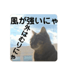 2022/1友達用のスタンプにゃ（個別スタンプ：11）
