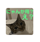 2022/1友達用のスタンプにゃ（個別スタンプ：13）