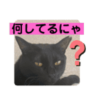 2022/1友達用のスタンプにゃ（個別スタンプ：15）