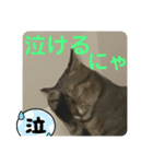 2022/1友達用のスタンプにゃ（個別スタンプ：17）