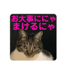 2022/1友達用のスタンプにゃ（個別スタンプ：18）