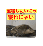 2022/1友達用のスタンプにゃ（個別スタンプ：19）