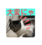 2022/1友達用のスタンプにゃ（個別スタンプ：21）