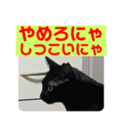 2022/1友達用のスタンプにゃ（個別スタンプ：22）