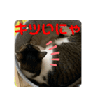 2022/1友達用のスタンプにゃ（個別スタンプ：24）