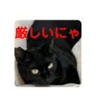 2022/1友達用のスタンプにゃ（個別スタンプ：29）