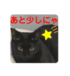 2022/1友達用のスタンプにゃ（個別スタンプ：30）