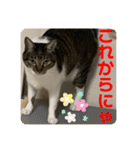 2022/1友達用のスタンプにゃ（個別スタンプ：34）