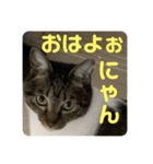 2022/1友達用のスタンプにゃ（個別スタンプ：35）