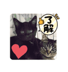 2022/1友達用のスタンプにゃ（個別スタンプ：38）