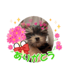 可愛いこむぎ（個別スタンプ：1）