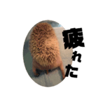 やさぐれこむぎさん（個別スタンプ：1）