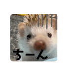 やさぐれこむぎさん（個別スタンプ：6）