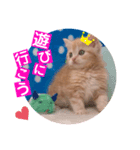 ねこまーち 男前クリーム（個別スタンプ：3）