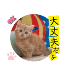 ねこまーち 男前クリーム（個別スタンプ：5）