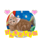 ねこまーち 男前クリーム（個別スタンプ：7）