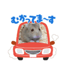 わたちのペット（個別スタンプ：3）