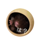 わたちのペット（個別スタンプ：12）