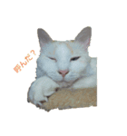 SMILE CAT（個別スタンプ：1）