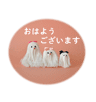 Rope dog（個別スタンプ：11）