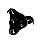 黒犬の“ダン”スタンプ（個別スタンプ：21）
