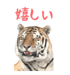 BIGな寅(トラ)の動物園！ほほえみフレンズ（個別スタンプ：3）