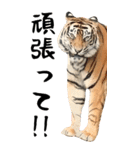 BIGな寅(トラ)の動物園！ほほえみフレンズ（個別スタンプ：5）